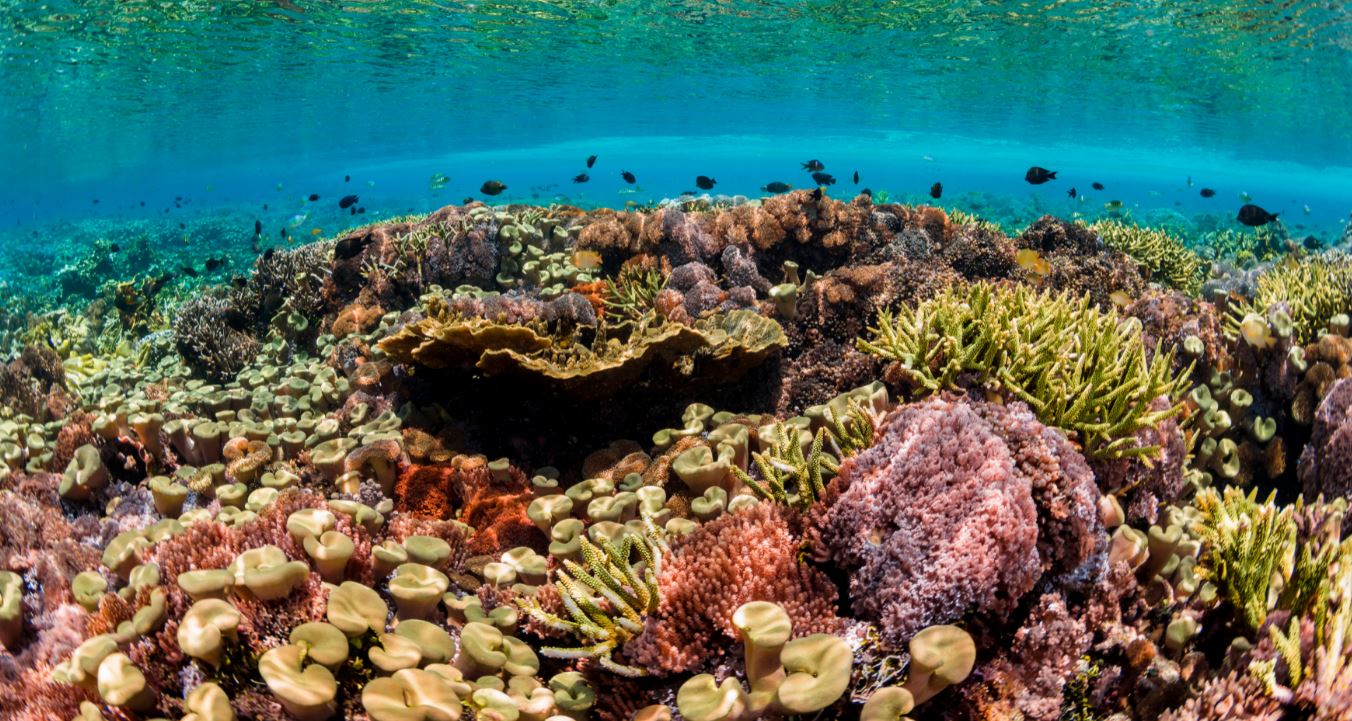 Protecting Coral Reefs UNEP UN Environment Programme